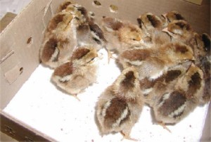determining sex in chicks